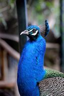 portrait Peacock Bird Blue