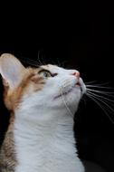 Cat Pet Looked up