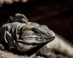 Iguana, head of Reptile close up