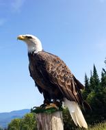 American Wild Eagle Bird