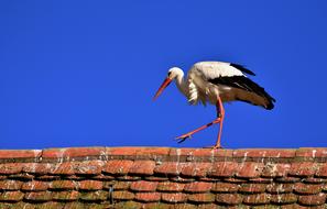 Stork Bird red roof