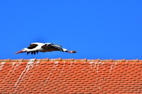 stork flying over the red roof on a sunny day