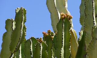 La Reptiles Canary Island