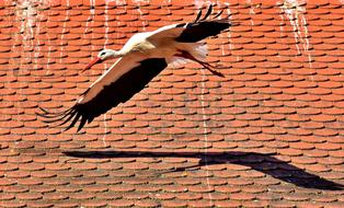 Beautiful white and black stork flying above the red roof in light