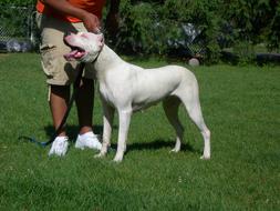 man with dogo argentino at an exhibition