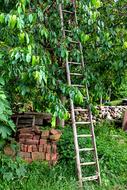 stairs near the fruit tree