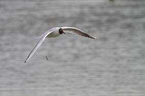 Black Headed Seagull Bird fly