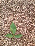 sprout in nuts