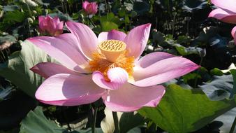 Lotus Summer Good