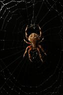 Spider on Web at dark