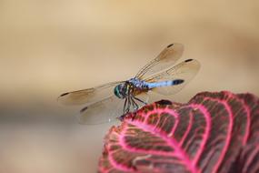 Dragonfly Insect red leaf