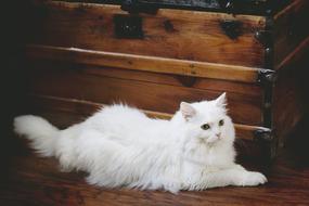 white cat on a wooden surface
