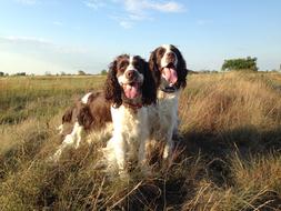 Dogs dry grass