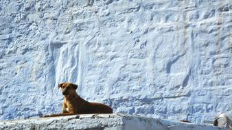 lying dog against a white rock backdrop