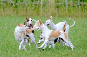 Fun Dogs Running Playing