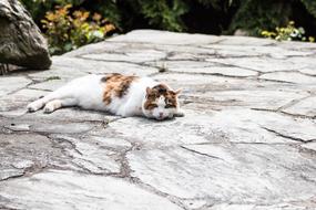 resting cute cat in the sun