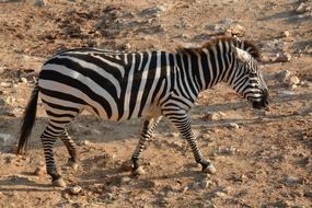 cute Zebra walking in Zoo