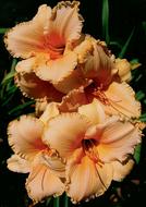 Beautiful orange flowers bouquet