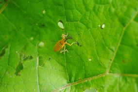 weevil, long snout beetle on leaf