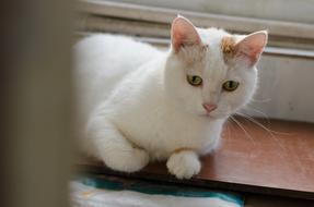 fluffy cute cat is resting