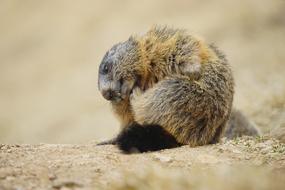 charmingly cute Marmot Alpine