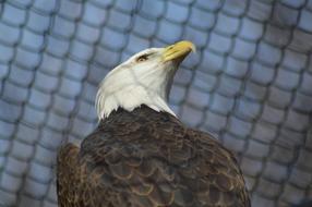 Beautiful and colorful bald eagle with the yellow beak, under the fence