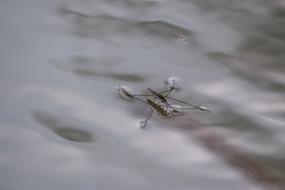 Water Striders Lake Pond