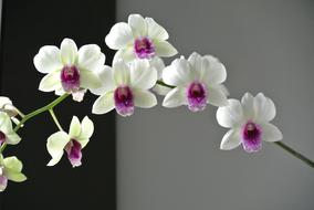 Orchid Flower Beautiful
