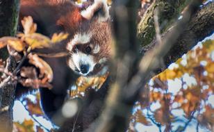 Red Panda Cute Climbs tree