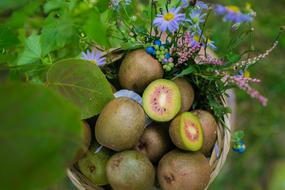 Kiwi Sichuan Ya'An Poverty