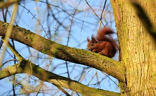 Young Squirrel Animal on tree