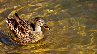 cute duck swimming in a pond