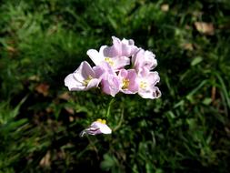 spring blooming flowers in the garden