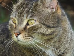 grey Cat with green eyes, face close up