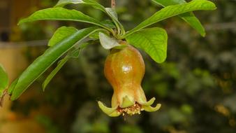 Young Small Pomegranate