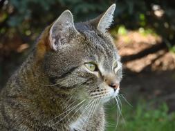 Cat Face in the garden close-up on a blurred background