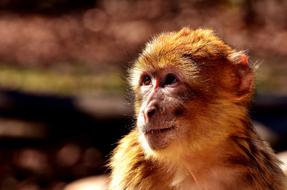cute baby monkeys at the zoo