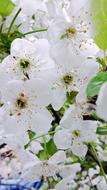white flowers on a tree in bloom