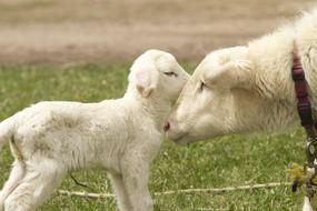 sheep with her child in a meadow