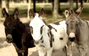 Donkeys Farm Animal