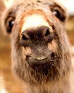 Portrait of the cute, colorful and beautiful donkey, in light