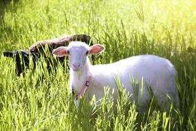 white and black Sheep in Grassland