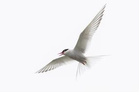 flying bird in the sky with clouds