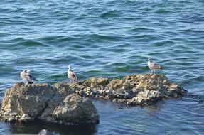 seagulls on stones in the sea on a sunny day