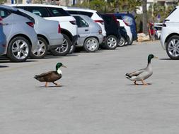fabulous Ducks City Bird
