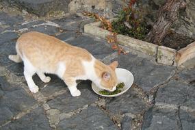 cat eats food on the street