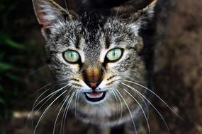 Pet Cat Eye