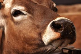 Cow Farm Animal Beef