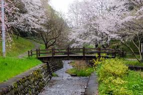 wooden bridge under trees with flowers