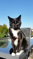 black and white Cat sits on table